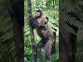 família de macaco-prego  com a chegada dos quatis amo isso ❤