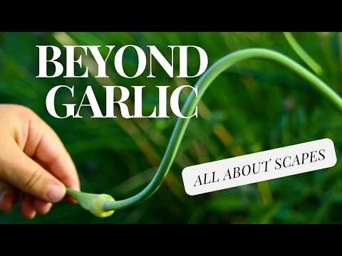 Garlic Scapes -