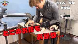 噛み癖があり５年間ハーネスを変えられなかった柴犬をグルーミング！！