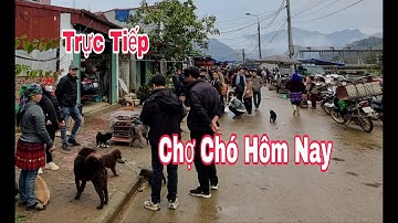 Trực tiếp chợ chó bắc hà 14/12 hôm nay rất nhiều cún đẹp giá rẻ | Bac Ha TV