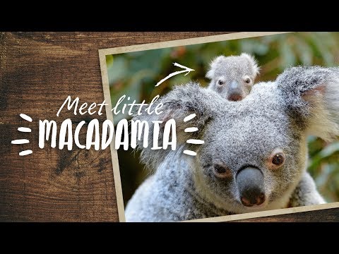 Meet little Macadamia