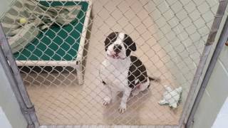 Dog adoption room walk thru 2517