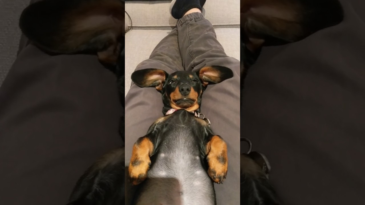 Pepper Mini Dachshund hump day nap YouTube