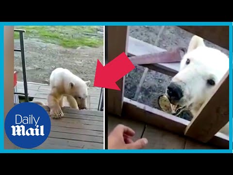 Troubled polar bear has tin can stuck in mouth asks human for help