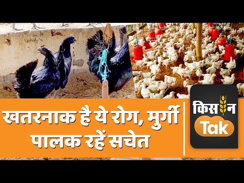 वीडियो: क्या पेरिविंकल मुर्गियों के लिए जहरीला है?