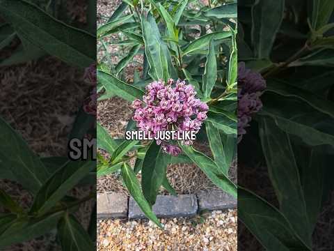 Video: My Milkweed vil ikke blomstre: Sådan får du Milkweed-blomster