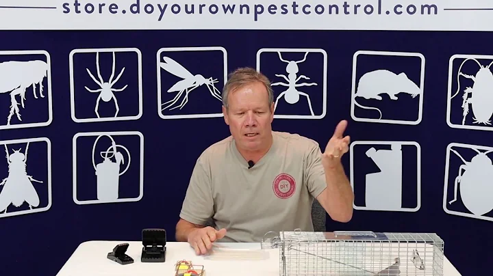 Rat Traps (Trapper T-Rex vs Victor Snap Traps)