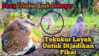 Average Tekur Medium Round Voice Becomes Tekur's Desired Attraction || Suitable to Be Attractive