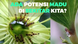 Ada Potensi Madu Di Sekitar Kita?