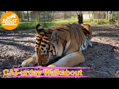 Video: Pet Scoop: Zoo Mâini Rears Ghepard Surorile, pisoi abandonate găsite în Snowstorm