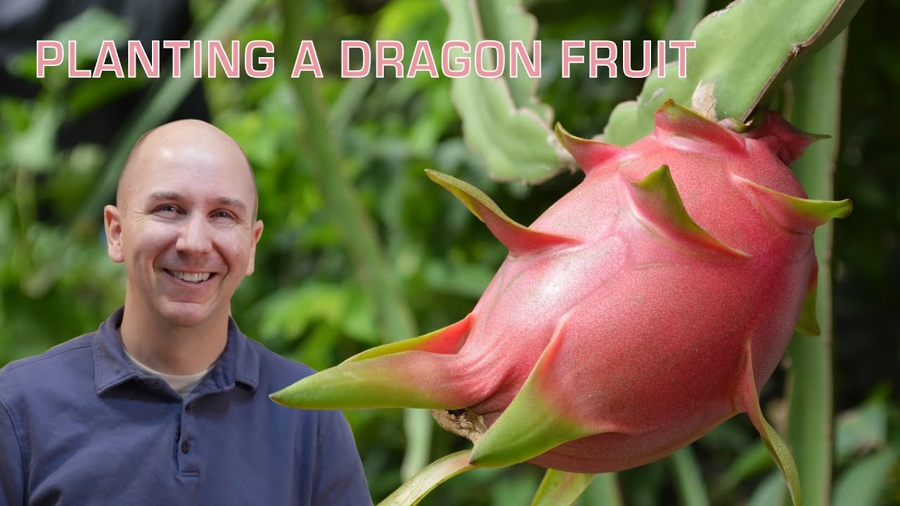 Dragon Fruit Plant Care: How to Grow Dragon Fruit (Pitaya)