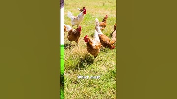 Are "Cage-Free" Eggs Actually Worth It? 🥚👀