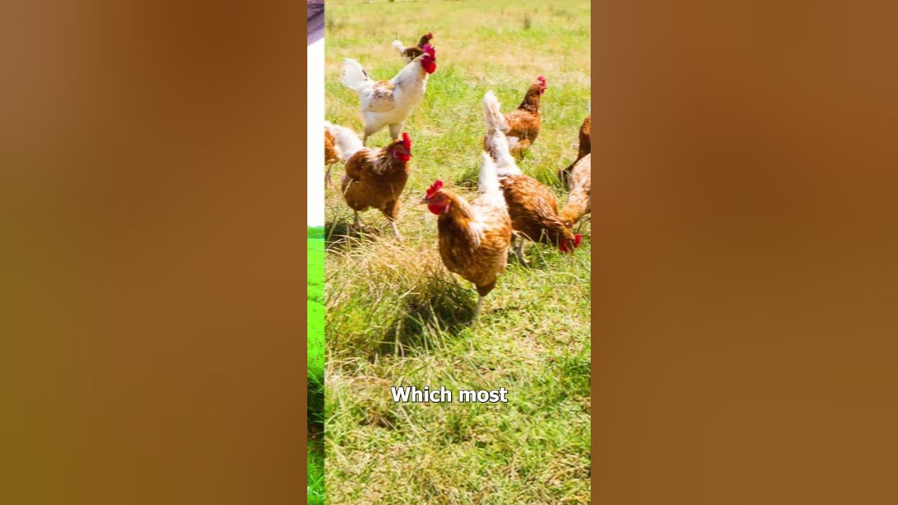 are-cage-free-eggs-actully-worth-it-youtube