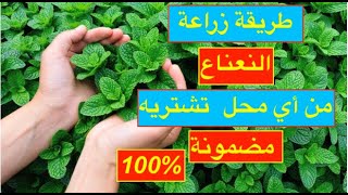 طريقة زراعة النعناع من أي محل تشتريه مضمونة 100% #زراعة #النعناع