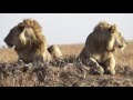 Tanzania Safari Waka Waka Music Video 