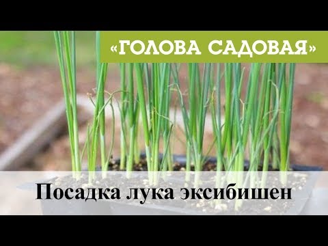 Голова садовая - Посадка лука эксибишен