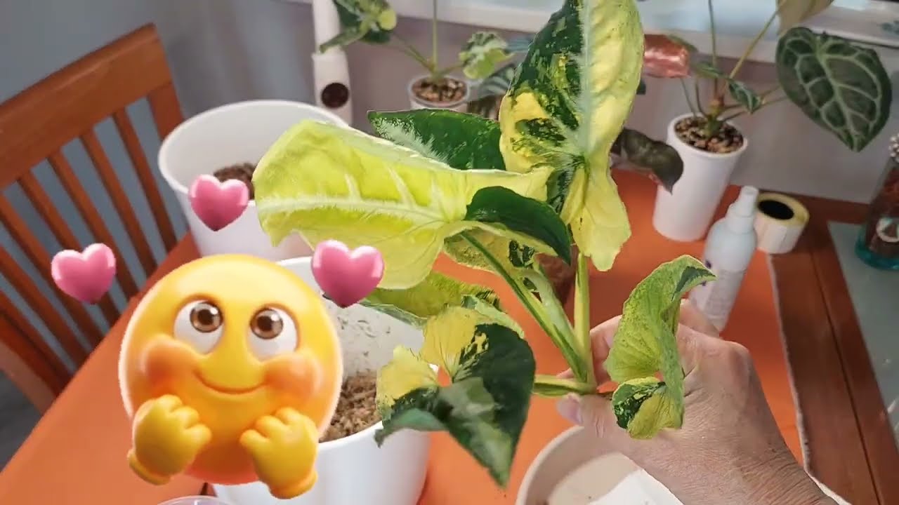 Полугидропоника для комнатных растений