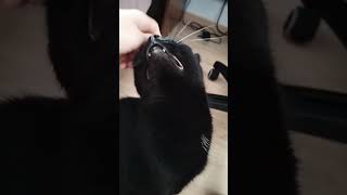 Котик мяукает и мурчит #shorts