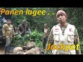 BERBURU BABI HUTAN DI MUSIM HUJAN MALAH SERING JACKPOT