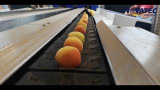 Novatec S.A. - Sorting & Packing Line for Apricots & Other Similar Products