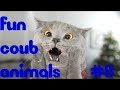 FUN coub animals #8 / видеоприколы / coub 2018 / животные / смешные животные / приколы 2018