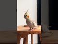 💛 #calopsita #cockatiel #love #bird #calopsitasmansa #funnyvideo #parrot