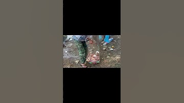 Bài mồi Rô Phi - Diêu Hồng gia truyền 🥰#shorts #fishing #cauca #videoshort