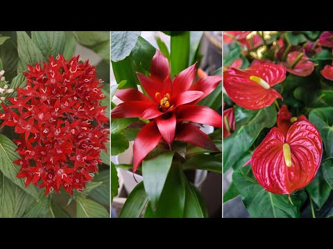 Video: Gravilat De Flores Rojas En El Jardín