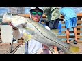 Major Finesse To Land A Snook At The Pier!