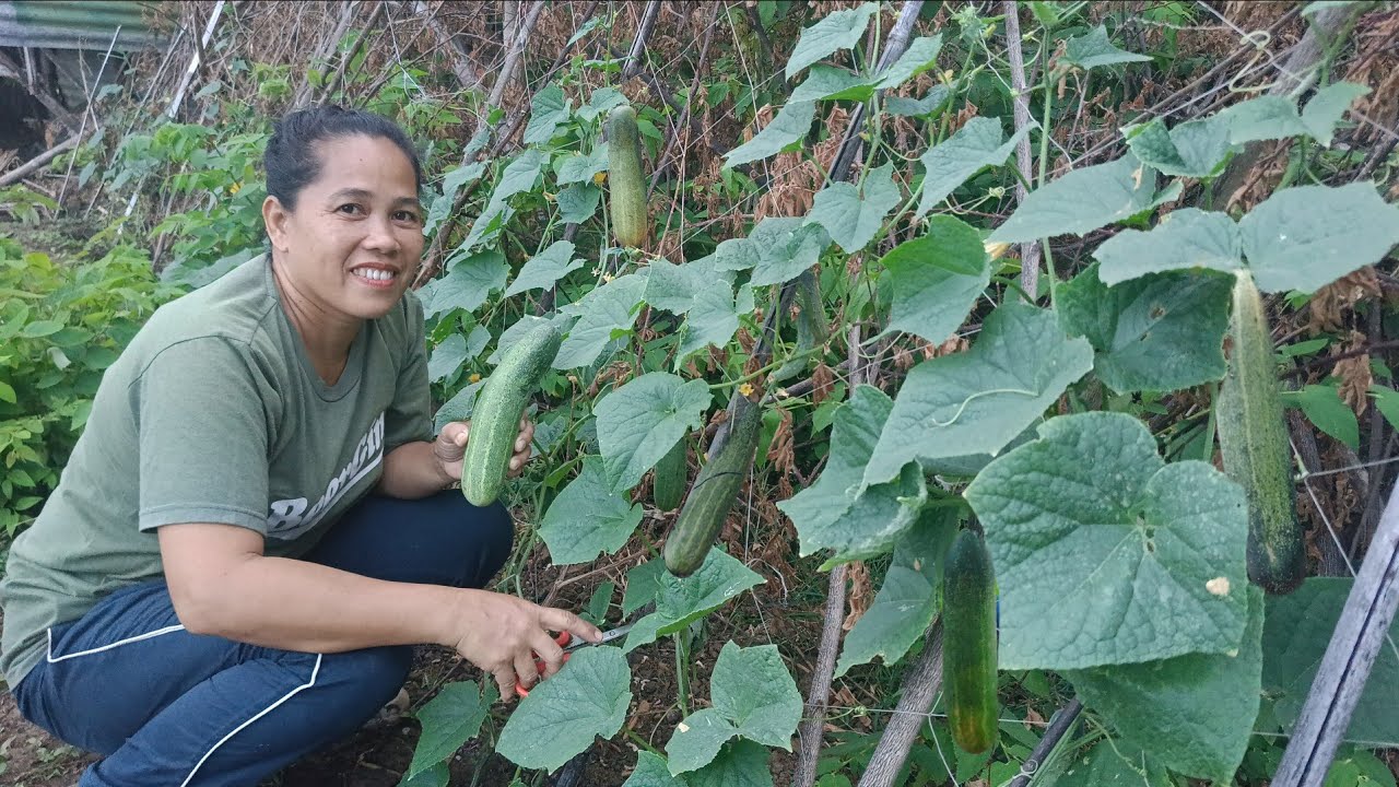 Unang harvest ng Pipino