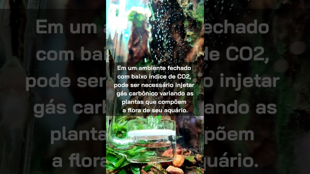Importância do CO2 no aquário – Aquarismo Paulista