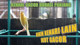 KENARI GACOR CENGKOK MEWAH ,COCOK UNTUK MASTERAN ATAU PANCINGAN