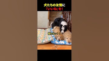 犬たちの友情に『いいね』を！ #ほっこりショート