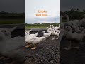 Entoku Bertutur #ternakunggas #ternak #entok #viral #duck
