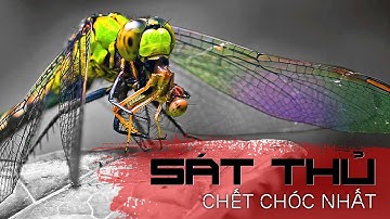 95% Chí Mạng – Chuồn Chuồn Mới Là Kẻ Săn Mồi Số 1 Hành Tinh!