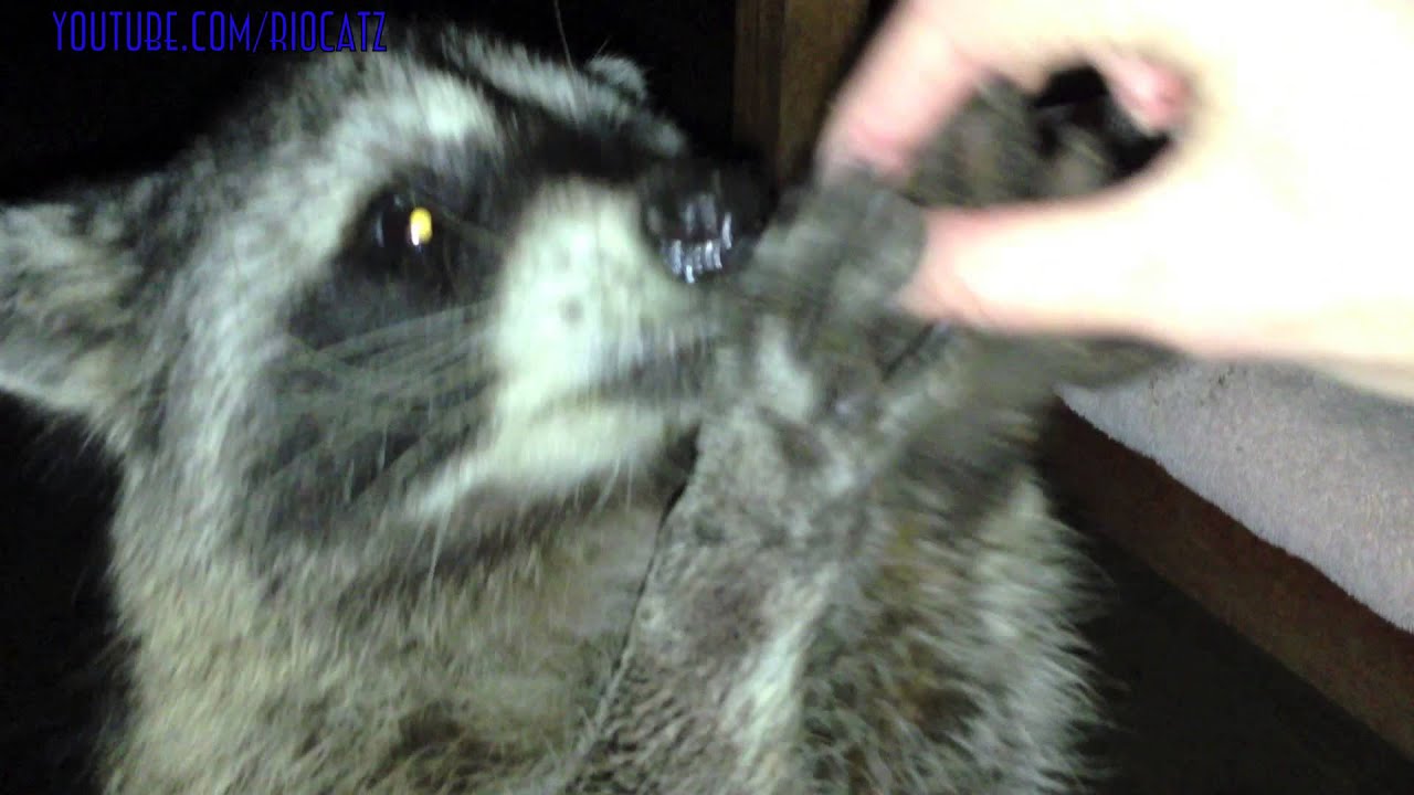 The guy decided to feed the raccoons. When they started to eat, he instantly ran behind the camera. Press Share, make your friends interesting The guy decided to feed the raccoons. When they started to eat, he instantly ran behind the camera. Press Share, make your friends interesting