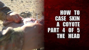 How to case skin a coyote - part 4 of 5 - the head