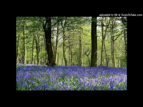 Handel's Largo from Xerxes Orchestra