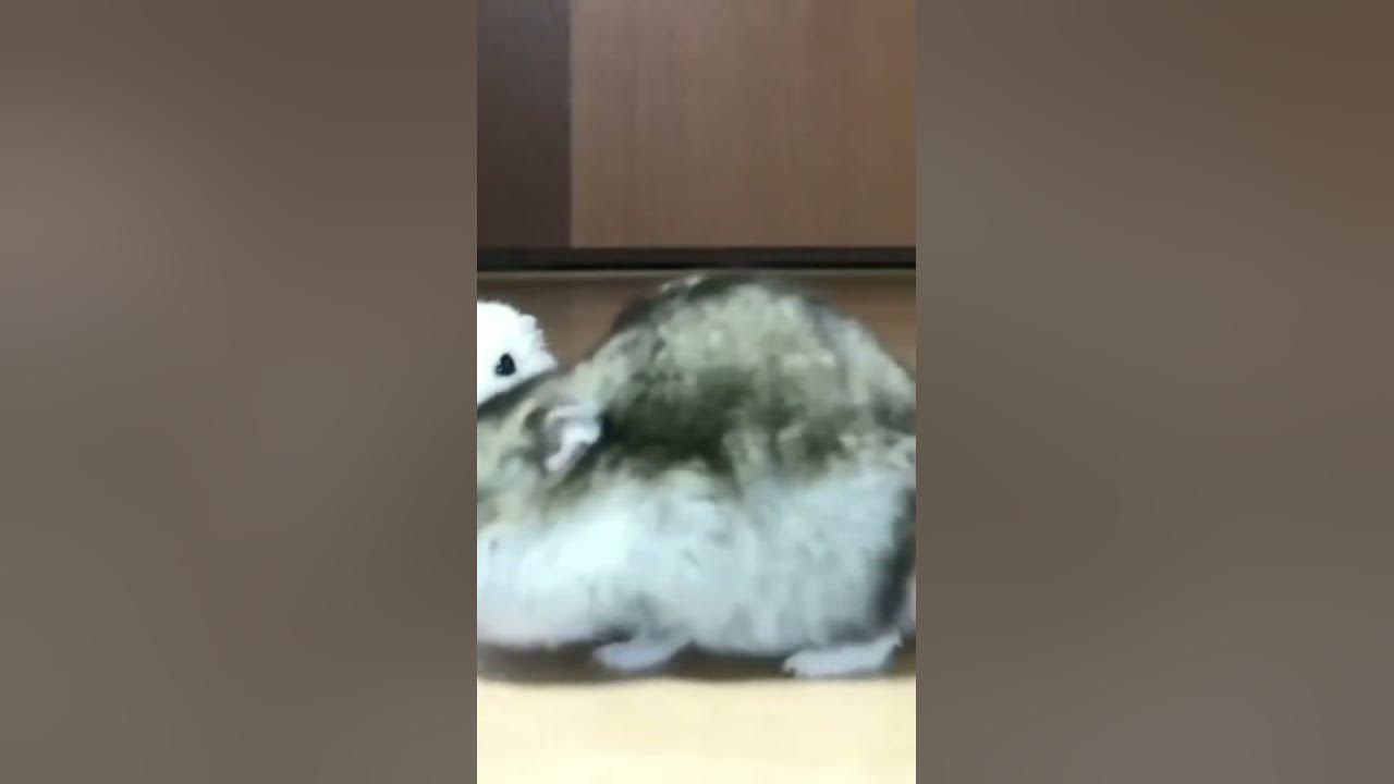 грустный хомяк - YouTube