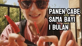 A MONTH FULL OF JOY AND SORROWS! 🌶️ The chili harvest ends with a sad story