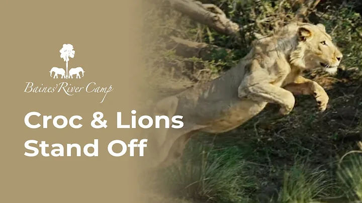 Witness Lions and Crocodile encounter while Tiger Fishing at Baines River Camp along the Zambezi