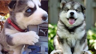 Cute And Funny Siberian Husky Puppies That Will Make Your Day