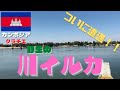 【国内旅行】ついに夢だった野生のピンクイルカと対面しました!!!シェムリアップから6時間半かけていく価値が本当にあります!!!