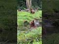Beruang di safari #jalanjalan #numnum #beranda #numnum #safari #animals