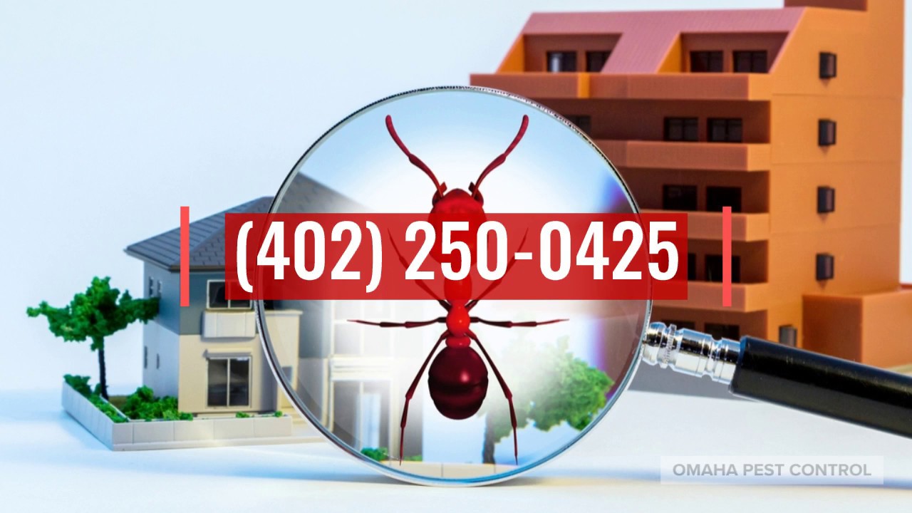 Pest Control Omaha, Nebraska YouTube