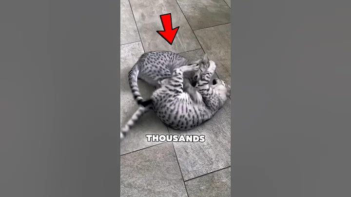 Watch the video about Top 3 Oldest Cat Breed 🐱🐈