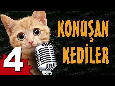 Konuşan Kediler 4 - En Komik Kedi Videoları