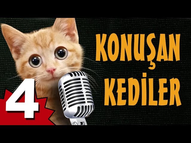 Konusan Kediler 4 En Komik Kedi Videolari Youtube