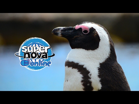 The African Penguin - A Supernova mini documentary