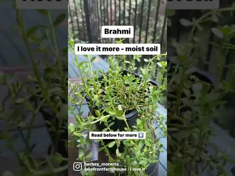 Video: Brahmi-kasvien tiedot – Brahmi-yrttien kasvattaminen puutarhassa